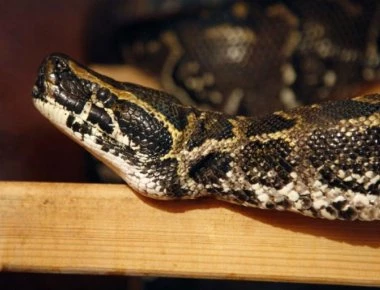 Πήλιο: Οχιά πετάχτηκε και δάγκωσε μωρό - Δεν είχαν αντιοφικό ορό στο νοσοκομείο - Ξεσπάει η γιαγιά του